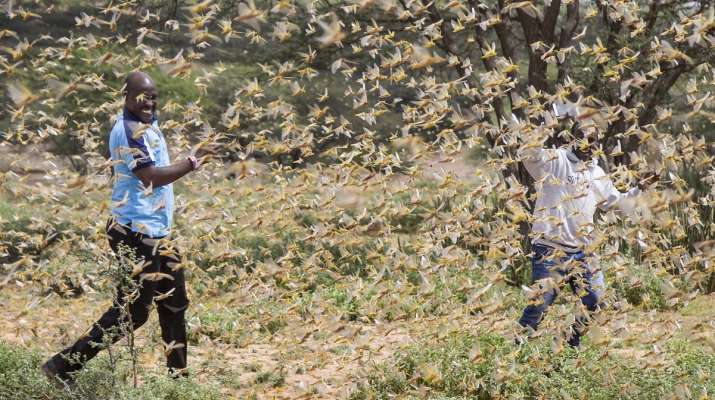 Electric bike replaces gasoline vehicle help climate change to prevent locust attack Africa.