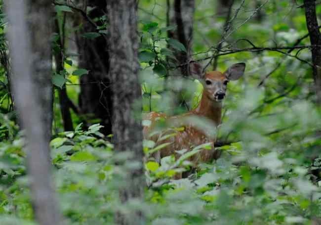 Paul Bunyan trail riders are aware - wildlife awaits.